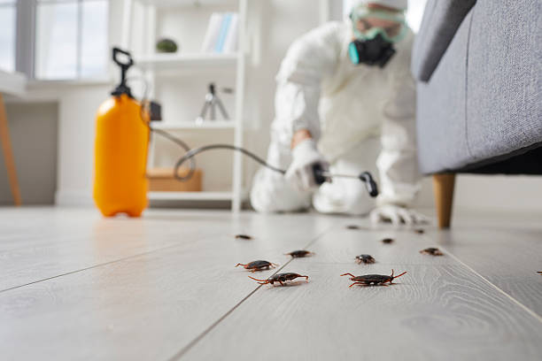 Post-Treatment Bed Bug Interceptor Monitoring in Keewatin